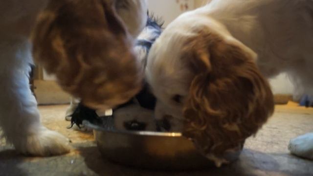 Кормёжка щенков