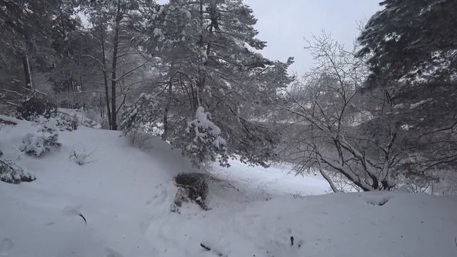 Прогулка в лесу у реки. смотреть онлайн