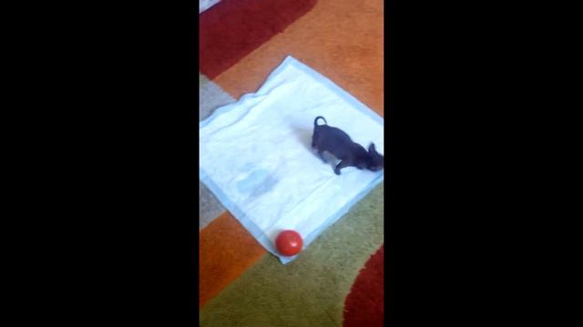 Чихуахуа и Помидор смотреть онлайн