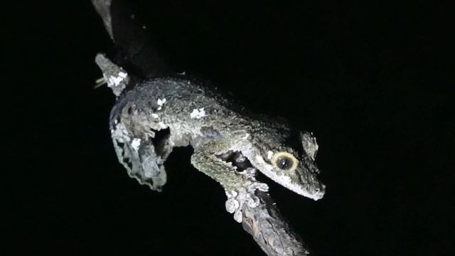 Andasibe-Mantadia National Park, Madagascar - 2018 смотреть онлайн