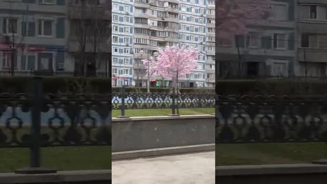 Цветение сакуры в Москве #зарулем #авто #весна #сакура #москва смотреть онлайн