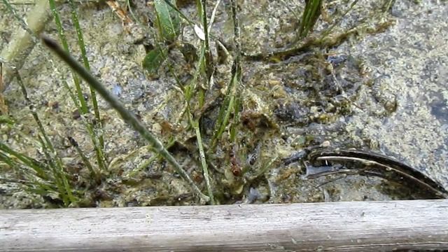 Королева муравьев