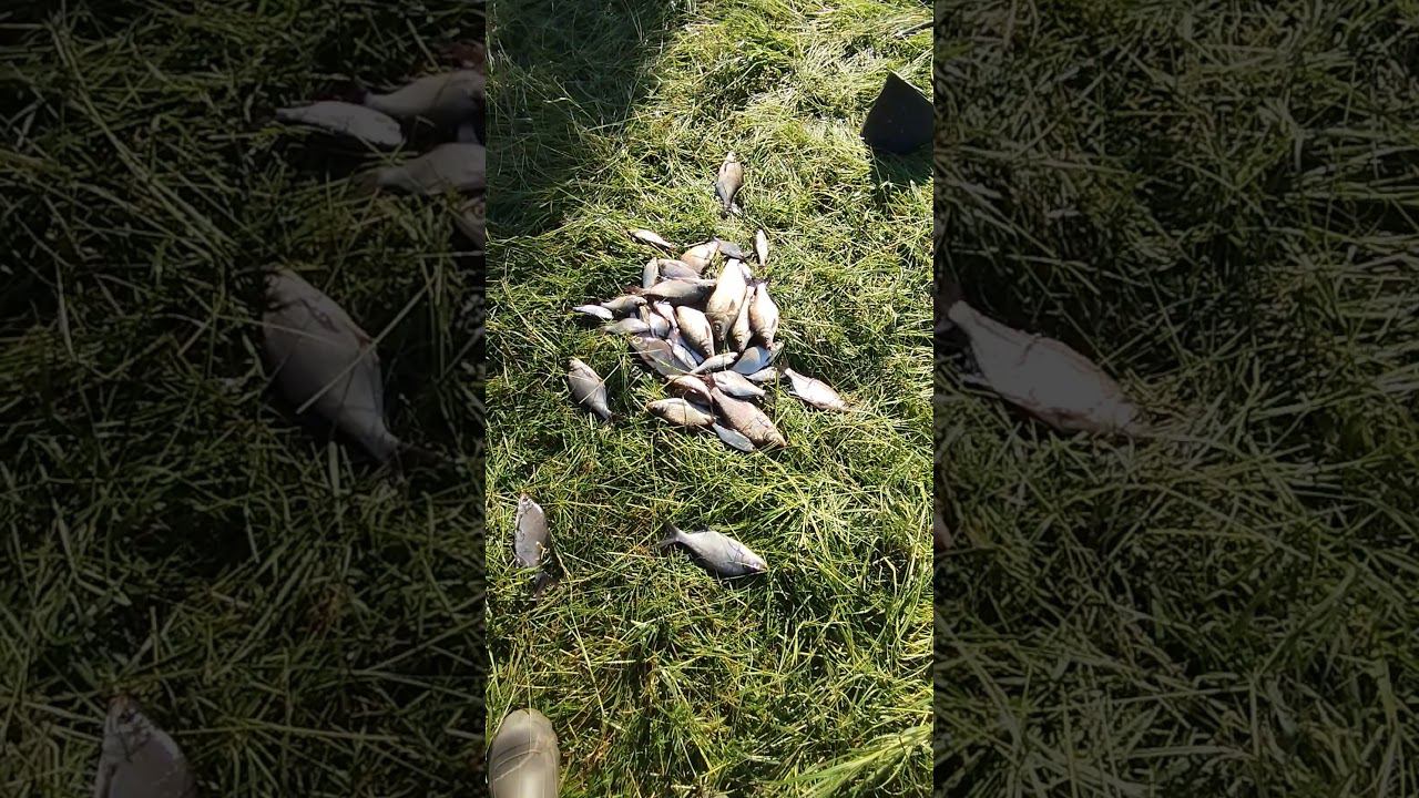 Рыбалка 2024.Наловили рыбы на фидер. #shortvideo #fishing #рыбалка #fishingvideo смотреть онлайн