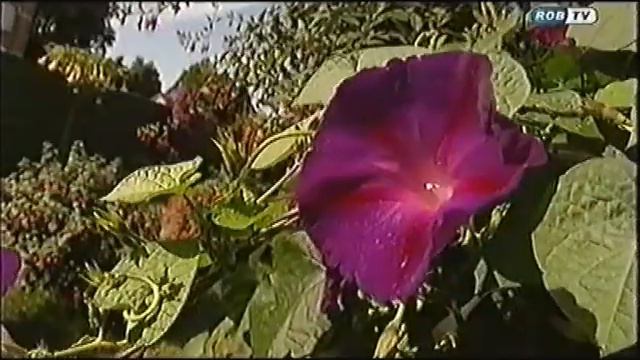 Onze show op de ROBtv. смотреть онлайн