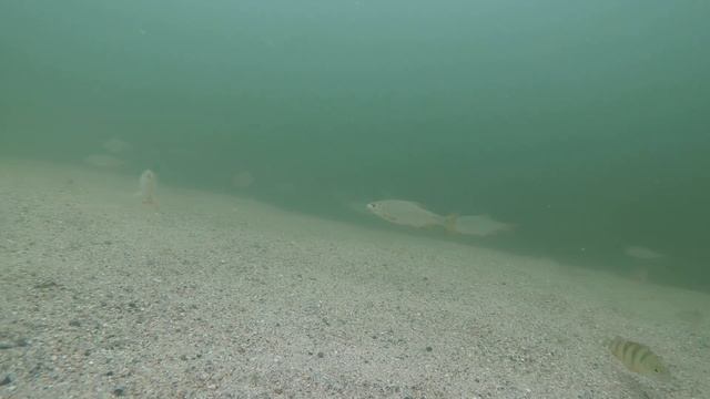 Roach And Perch - Underwater Gopro Film