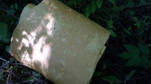 Когда собирать бересту, как переносить и хранить.