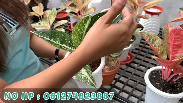AGLONEMA HARGA GROSIR DI MAGELANG | SITI JULEHA NURSERY TAYANG PERDANA LANGSUNG PROMO FREE ONGKIR ‼ смотреть онлайн