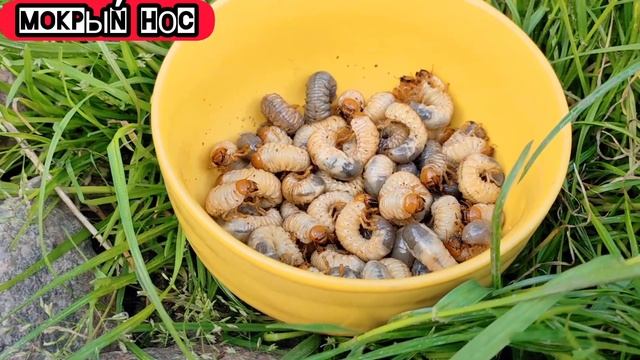 Можно ли собаке есть майских жуков (хрущей)? Мокрый нос смотреть онлайн