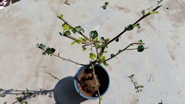 Hibiscus Care, Part-1(ll), For Less than 1year Old Plant(during Feb to March),Soil Mix,Fert. Appli. смотреть онлайн