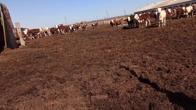 Проник на частную территорию и ввгнали! ПРЕВЬЮ НЕ УСПЕВАЮ СДЕЛАТЬ СОР смотреть онлайн