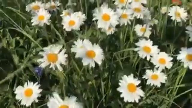 Ромашка-нивяник смотреть онлайн
