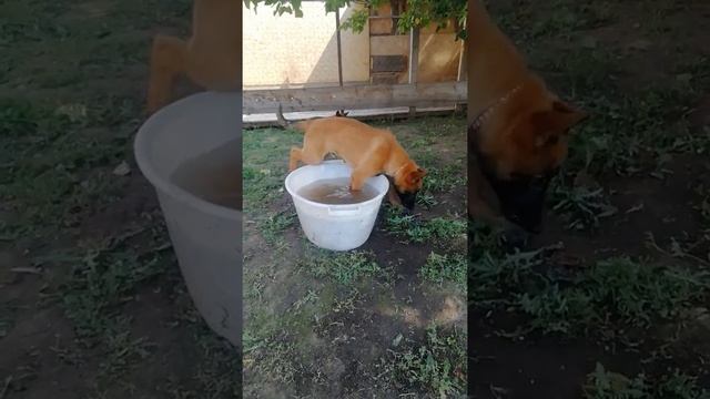 Продажа щенков Малинуа смотреть онлайн