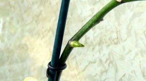 ✅ Что проснулось из почки на орхидее, детка или цветонос? Как определить?