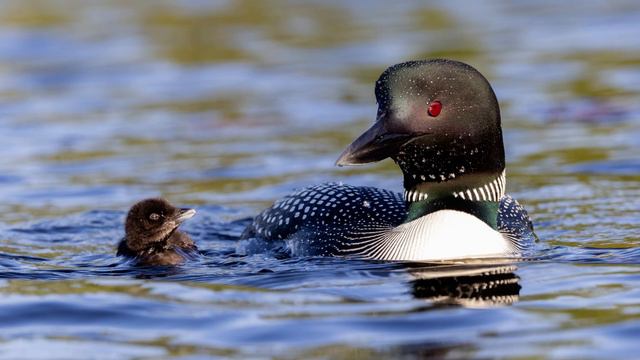 Loon Sounds 🎶 Over 1-Minute of Loon Sound Effects смотреть онлайн