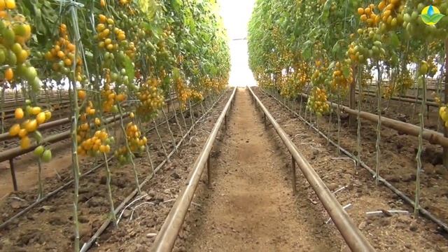 Черри TM 2423 F1 - Мега урожайный черри, который украсит любой стол.