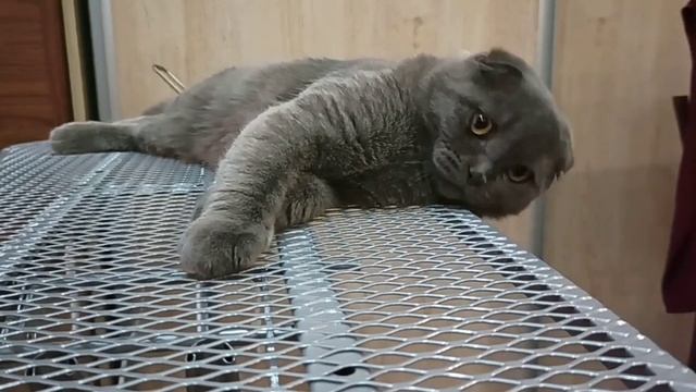 Лежанка для кота?? смотреть онлайн
