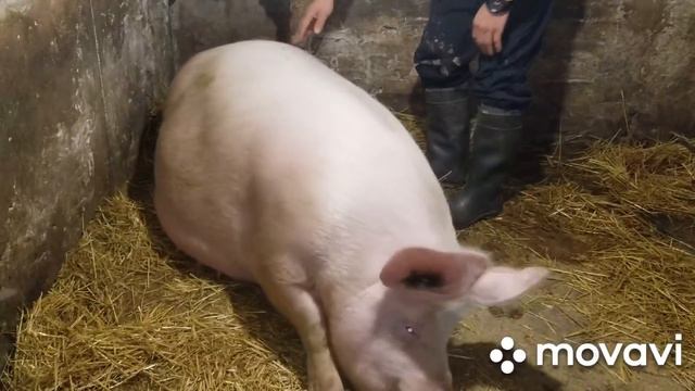 такого тяжёлого опороса у нас ещё не было смотреть онлайн