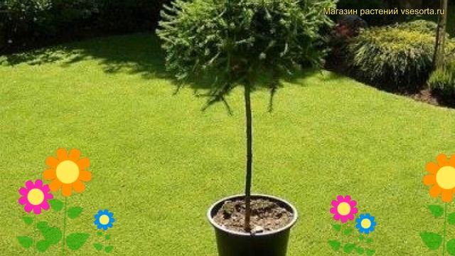 Лиственница европейская глобус. Краткий обзор, описание характеристик larix decidua Globus смотреть онлайн