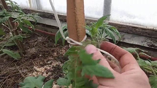 МОРКОВЬ,СВЕКЛА, ЗЕЛЕНЬ,ПОМИДОРЫ 30.03. на одной грядке ,в ТЕПЛИЦЕ. Садим корнеплоды прямо на мульчу смотреть онлайн