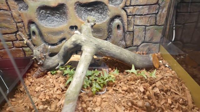 САМЫЙ ЛУЧШИЙ ПИТОМЕЦ - BOA CONSTRICTOR IMPERATOR! ГДЕ КУПИТЬ КОРМ ДЛЯ ЗМЕЙ??? смотреть онлайн