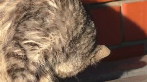 Тест  камера HC-V770