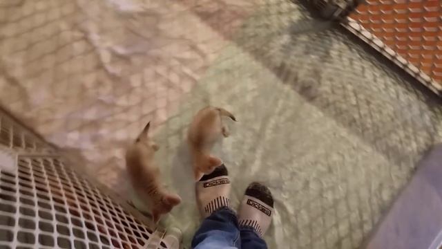 Fox Kits on my Feet смотреть онлайн