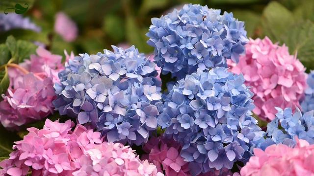 The Best Place To Plant A Hydrangea? Hydrangea Gardening at The Pavilion in Cork смотреть онлайн
