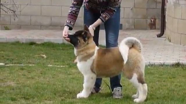 американская акита Кира 3,5 месяца смотреть онлайн