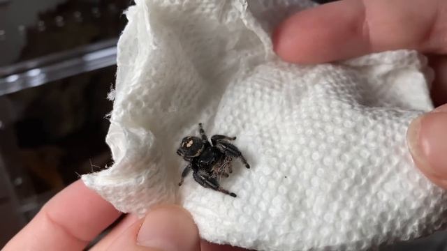 Unboxing 7 ADORABLE JUMPING SPIDERS!.. and deciding which to keep смотреть онлайн