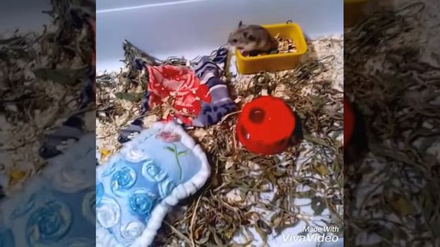Разрешённая и не разрешена еда для джунгарика 🐱 смотреть онлайн