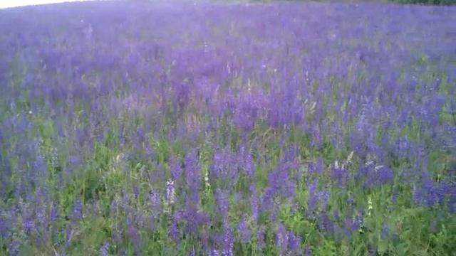 Так цветет Шалфей Луговой смотреть онлайн