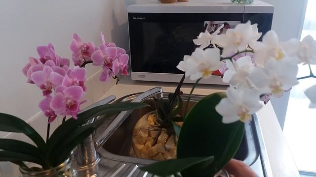 КОГДА И КАК ПОЛИВАТЬ ОРХИДЕЮ. ТРИ ГЛАВНЫХ МОМЕНТА смотреть онлайн