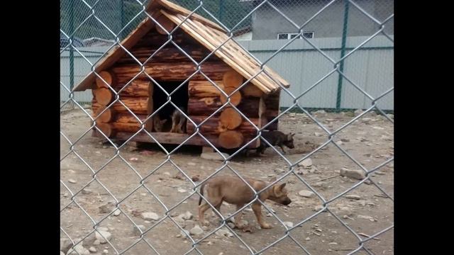 Экопарк Долина Волков на Синевире. Отдых в Закарпатье смотреть онлайн