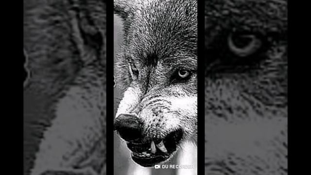 Малгобекский и Сунженский районы захвачены ингушами.