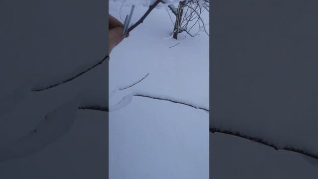 Формировка садовых деревьев при помощи скоб и кронштейнов смотреть онлайн