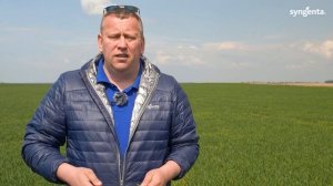 Регулятор роста на озимой пшенице. Как и когда применять? Моддус