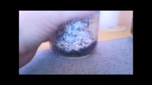 Выращивание опят в банке эксперимент