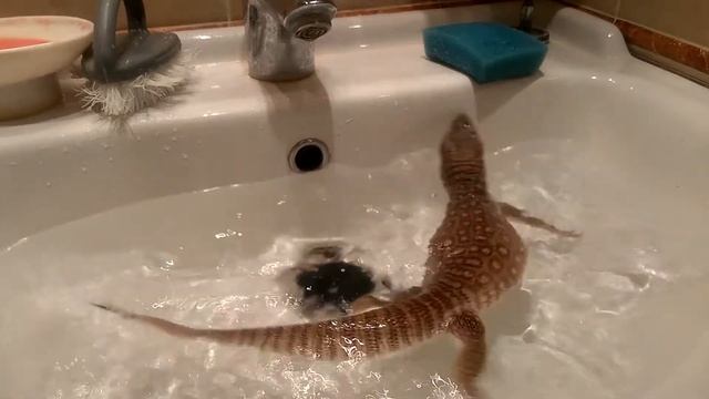 Капский варан принимает ванну смотреть онлайн