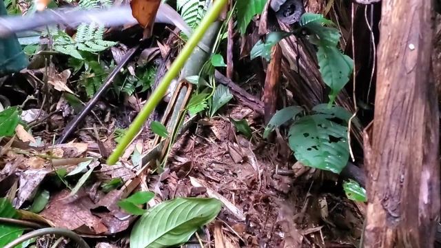 A day of foraging in the deep forest, picking banana flowers, designing traps made of bamboo. смотреть онлайн