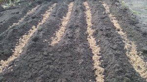 Посадка семян шиповника