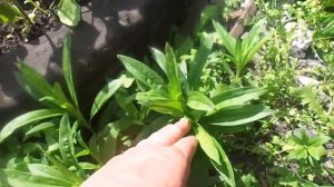 Выращивание и уход за турецкой гвоздикой на приусадебном участке.