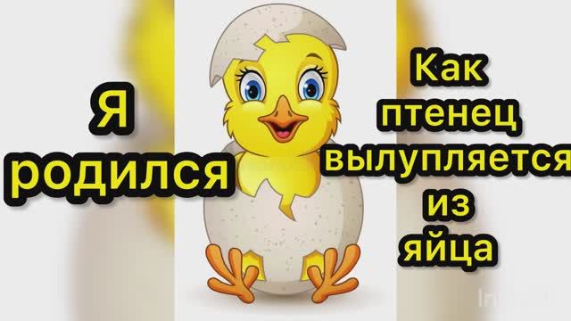 Рождение перепела. Вылупление из яйца смотреть онлайн