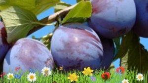 Слива обыкновенная Анна Шпет ? Обзор: посадка и уход. саженцы, крупномеры: описание и особенности