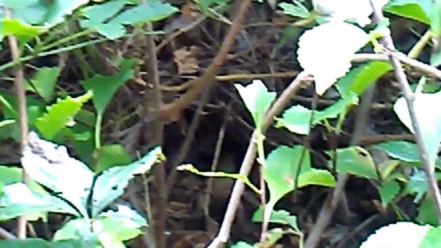 Fall Vespid Activity, Paper Wasps, Hornets & Yellowjackets. смотреть онлайн