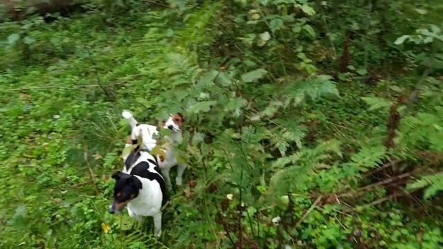 АХ, ЭТИ УШИ!!! смотреть онлайн