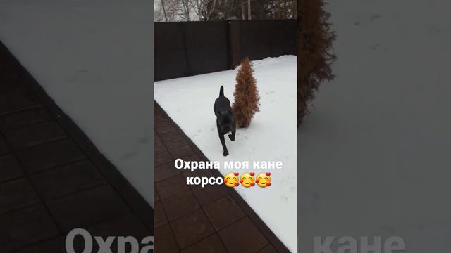 моя охрана ГРЭМ кане корсо😍😍😍 смотреть онлайн