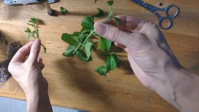 Черенкование Петунии (калибрахоа, петхоа) смотреть онлайн