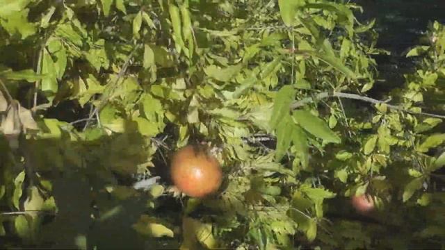 Выращивание гранат в открытом грунте. Сбор урожая смотреть онлайн