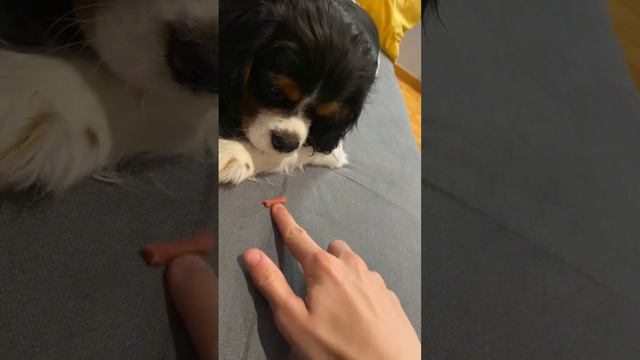 Железная выдержка собаки 🐶 #выдержка #собака #воспитание смотреть онлайн