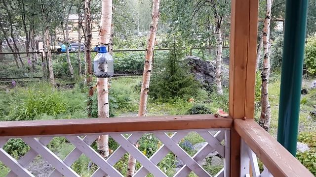 Белочка на даче прячет орешки смотреть онлайн